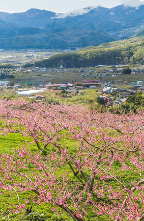 Peach blossoms and mountains in full bloomの写真素材