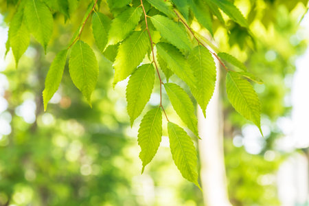 Fresh green leafの写真素材