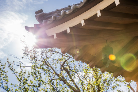 Fresh green and the roof of the shrineの写真素材
