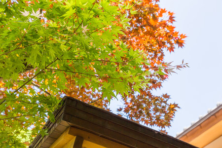 Fresh Green Maple Leaves
