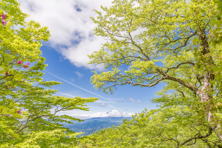 Fresh Green and Mt. Fujiの写真素材