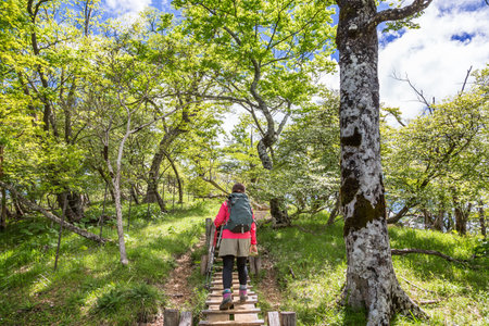 a person who hikes through fresh green mountainsの写真素材