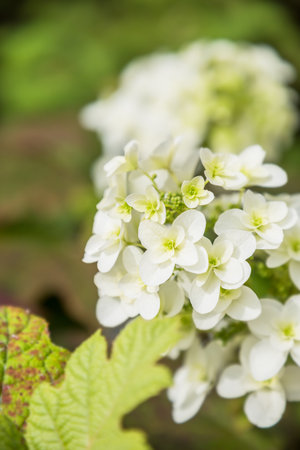 Cute hydrangea flowers