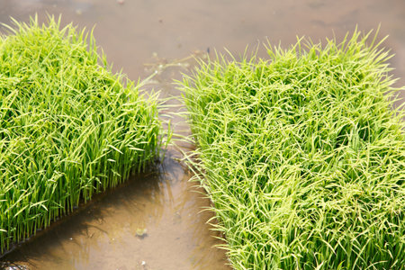 Rice-planting seasonの写真素材