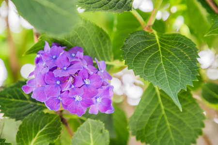 Fresh hydrangea flowers