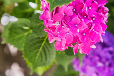 Fresh hydrangea flowersの写真素材
