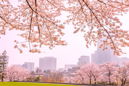 Cherry cityの写真素材