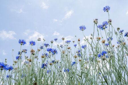 Blue flowers blooming toward the blue skyの写真素材