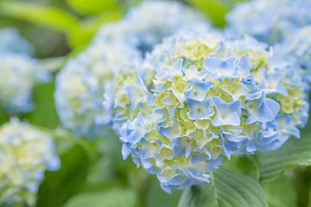 Fresh hydrangea flowers