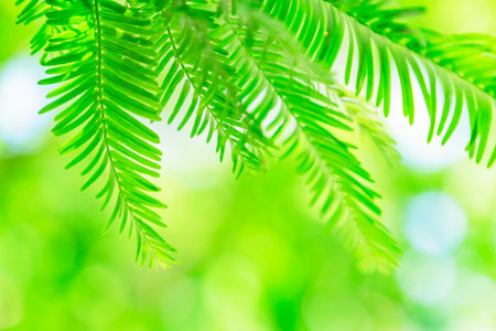 Fresh green leaf