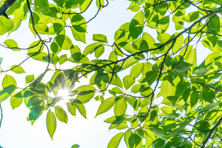 Fresh green leafの写真素材