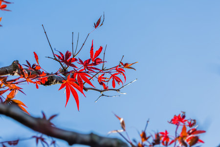 Blue skies and autumn leavesの写真素材