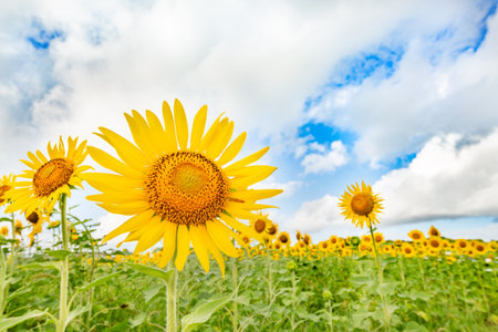 Sunflower fields in full bloomの写真素材