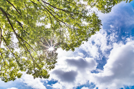 Blue skies and greenの写真素材