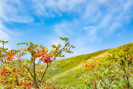 Red tree of the plateau