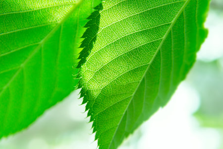 Fresh green leaf