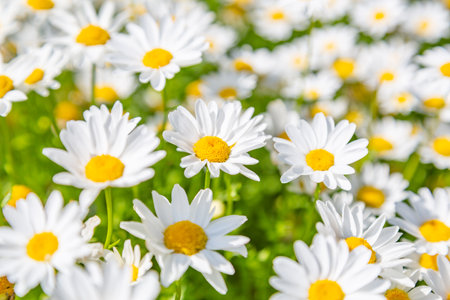 マーガレット の写真素材 イメージマート マーガレット の写真素材 イメージマート