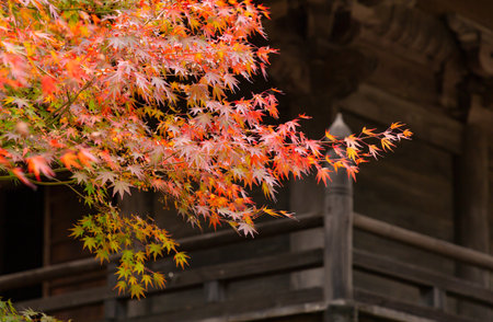 Maple with vivid autumn leaves