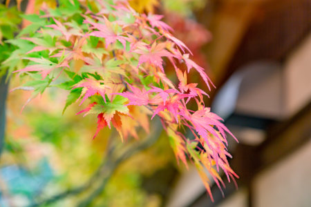 Maple with vivid autumn leaves