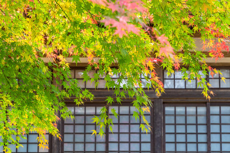 Maple with vivid autumn leaves