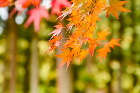 Maple with vivid autumn leavesの写真素材