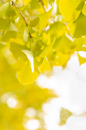 Ginkgo began to turn yellow