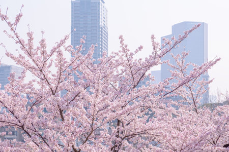 Cherry blossoms in full bloomの写真素材