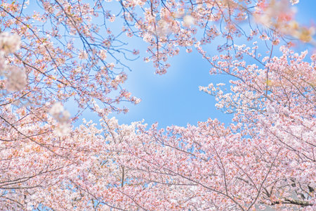 Cherry blossoms in full bloom