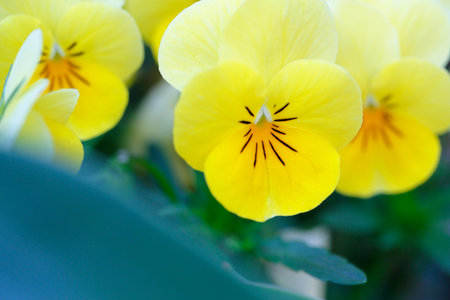 Pansy flowers in full bloomの写真素材