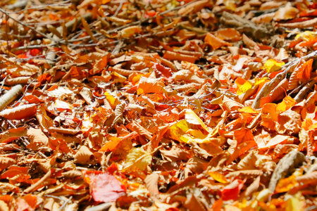 Bright leaves of autumn leavesの写真素材