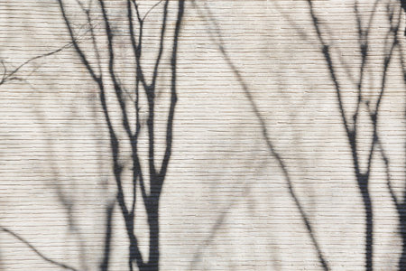 The cherry trees in full bloomの写真素材