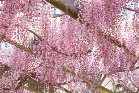 Wisteria flowers in full bloomの写真素材