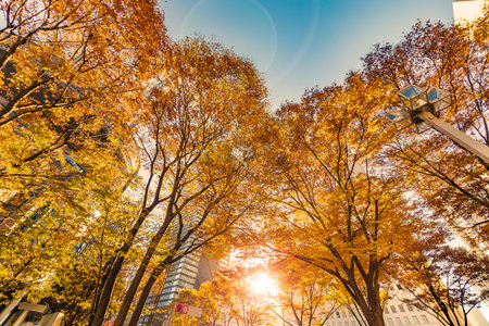 Autumn leaves and shinjuku high-rise buildingsの写真素材