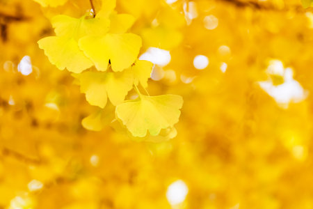 Ginkgo began to turn yellowの写真素材
