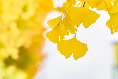 Ginkgo began to turn yellow