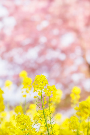 Rape blossoms and cherry treesの写真素材