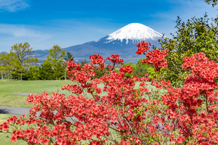Mt. Fuji and the red azalea