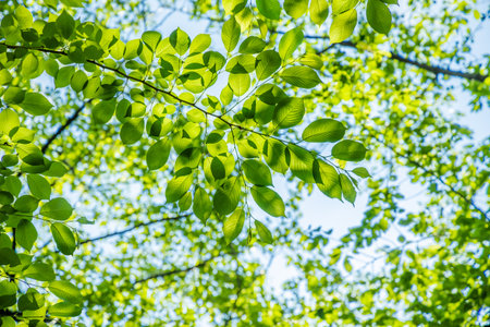 Fresh green leavesの写真素材