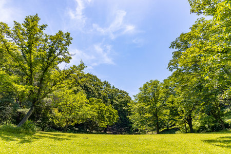 Fresh green treeの写真素材