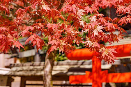 Bright leaves of autumn leavesの写真素材