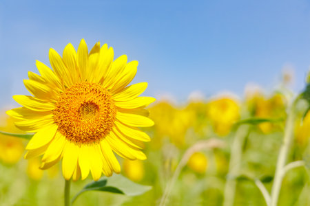 Bright yellow sunflower in full bloomの写真素材