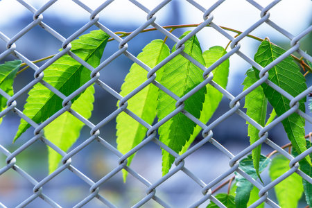 Fresh green leaves entangled in fencesの写真素材