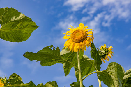 Blue sky and sunflowers in full bloomの写真素材