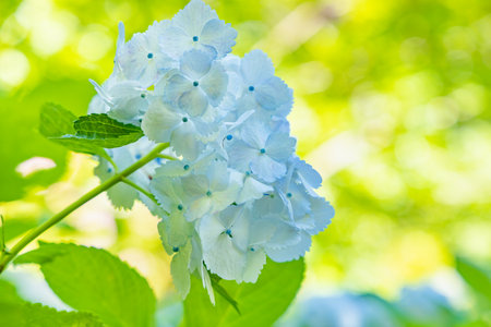 Fresh hydrangea flowersの写真素材