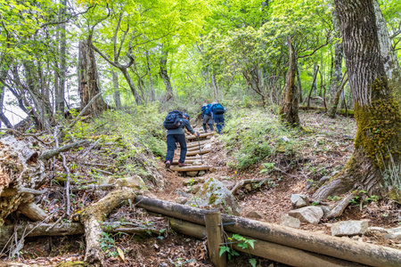 The mountain trail in the fresh greenの写真素材