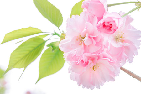 Cherry blossoms background.の写真素材