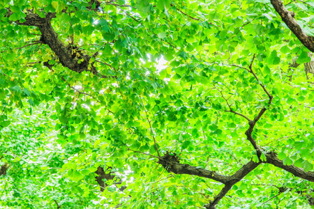 Fresh Green Ginkgo