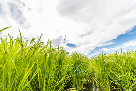Fresh rice field rice earsの写真素材