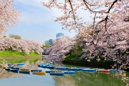 Cherry blossoms in full bloomのeditorial素材