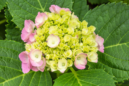 Fresh hydrangea flowers